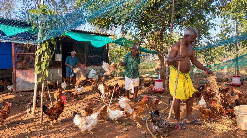 Elders caring for sustainable poultry farm
